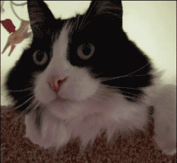 猫无赦,探寻神秘猫妖的传奇故事